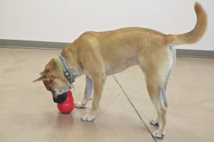 Picture of Bruce (CGC)