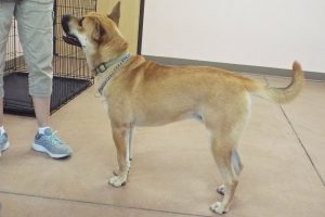 Picture of Bruce (CGC)