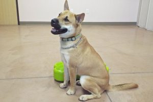 Picture of Bruce (CGC)