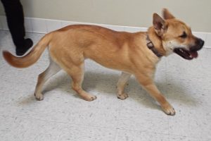 Picture of Bruce (CGC)