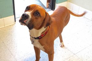 Picture of Chato