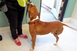 Picture of Chato