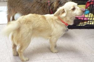 Picture of Cookie