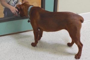 Picture of Fudge