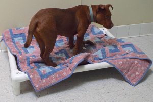 Picture of Fudge