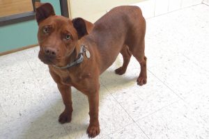 Picture of Fudge