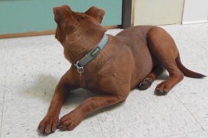 Picture of Fudge