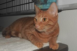 Picture of Gorda