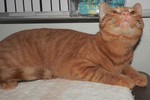 Picture of Gorda