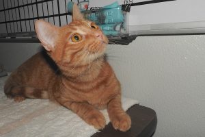 Picture of Gorda