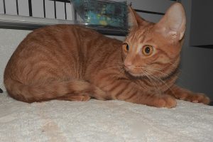 Picture of Gorda