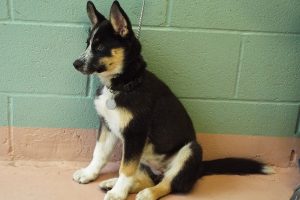 Baby Scout