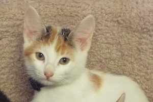 Picture of Honey Bear