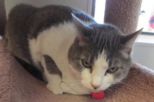 Picture of Kitty