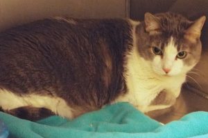 Picture of Kitty