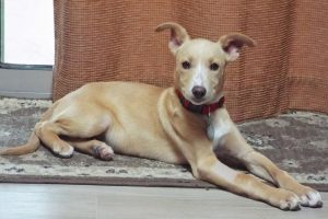 Picture of Maya