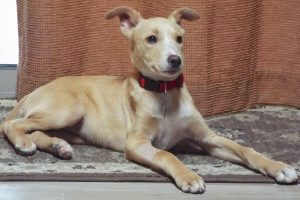 Picture of Maya