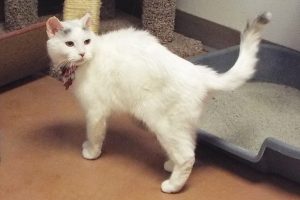 Picture of Mousie
