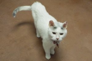 Picture of Mousie
