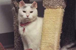 Picture of Mousie