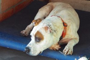 Picture of Rukus