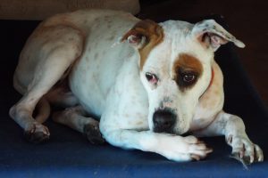 Picture of Rukus