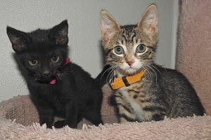 Picture of Salem