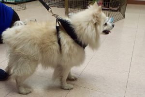 Picture of Snowball