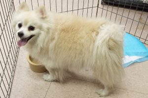 Picture of Snowball