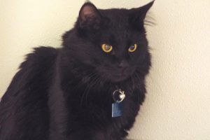 Picture of Sully