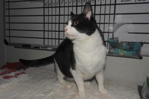 Picture of Sylvester