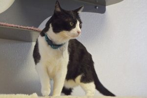 Picture of Sylvester