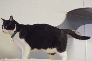 Picture of Sylvester