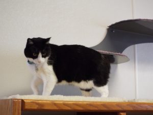 Picture of Sylvester