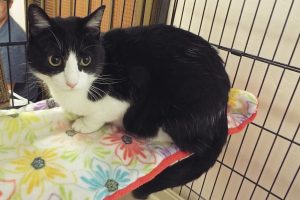 Picture of Sylvester