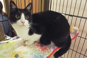 Picture of Sylvester