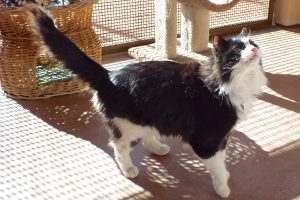Picture of Tutone