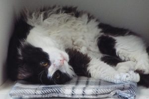 Picture of Tutone