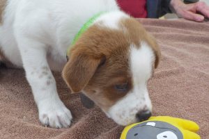 Picture of Aries