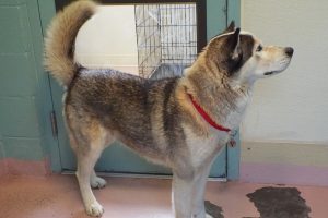 Picture of Bonnie
