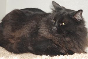 Picture of Burt