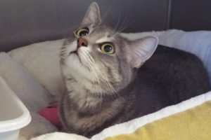 Picture of (Ms.) Charlie