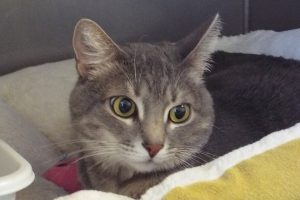Picture of (Ms.) Charlie