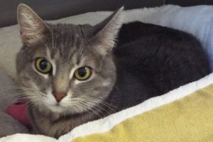 Picture of (Ms.) Charlie