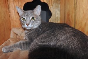 Picture of (Ms.) Charlie
