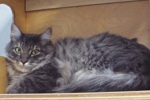 Picture of Cheyenne
