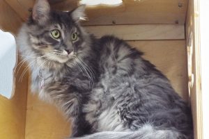 Picture of Cheyenne