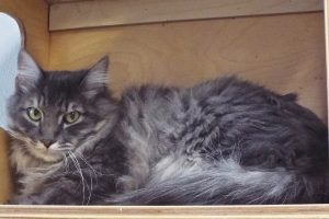 Picture of Cheyenne