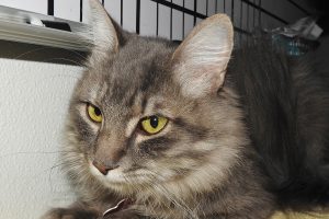 Picture of Cheyenne