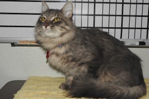 Picture of Cheyenne